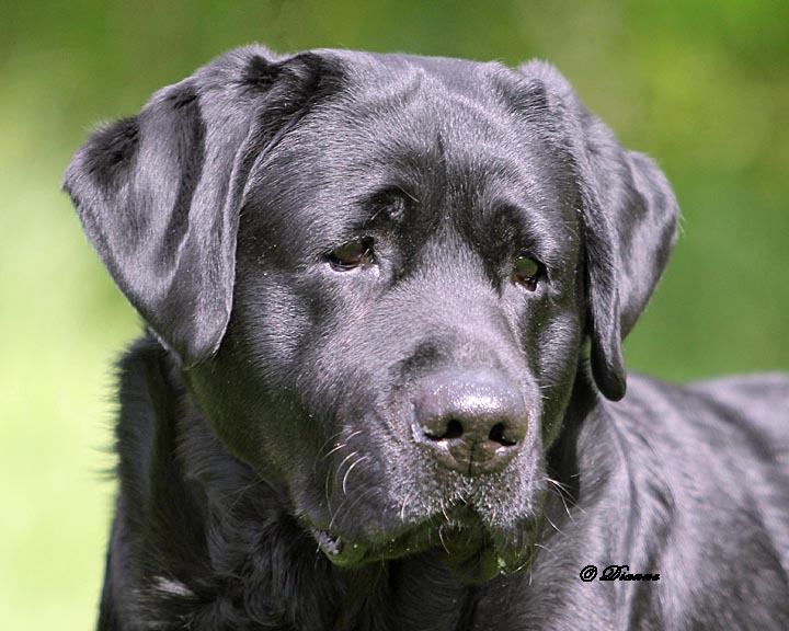 Hidden best sale springs labradors